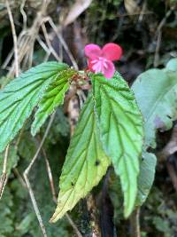 Begonia urticae image