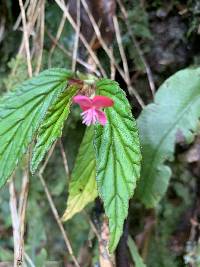 Begonia urticae image