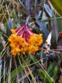 Epidendrum hemiscleria image