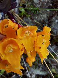 Epidendrum hemiscleria image