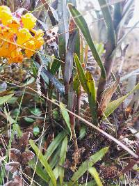 Epidendrum hemiscleria image