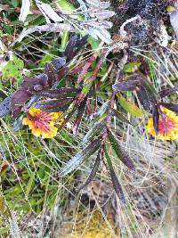 Epidendrum hemiscleria image