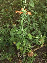 Leonotis nepetifolia image