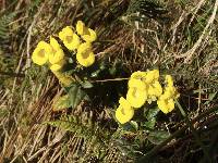 Calceolaria oxyphylla image