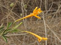 Bignonia longiflora image