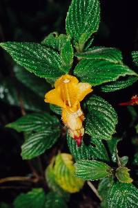 Image of Columnea strigosa