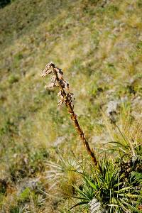 Puya parviflora image