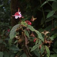 Begonia urticae image