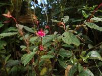 Begonia urticae image