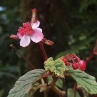 Image of Begonia urticae