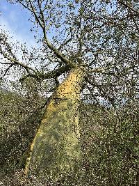 Ceiba trischistandra image