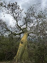 Ceiba trischistandra image