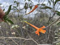 Bignonia longiflora image