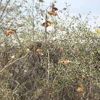 Cochlospermum vitifolium image