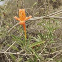 Bignonia longiflora image