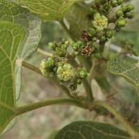 Jatropha curcas image