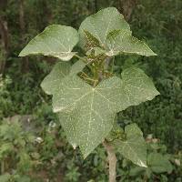 Jatropha curcas image