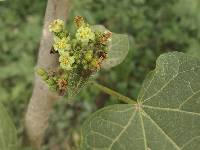 Jatropha curcas image