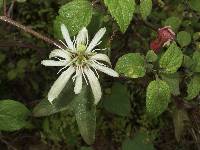 Passiflora cisnana image