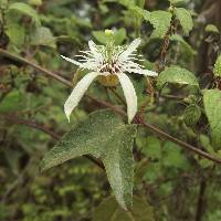 Passiflora cisnana image