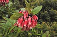 Macleania rupestris image