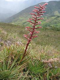 Puya parviflora image