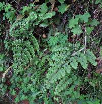 Image of Adiantum henslovianum