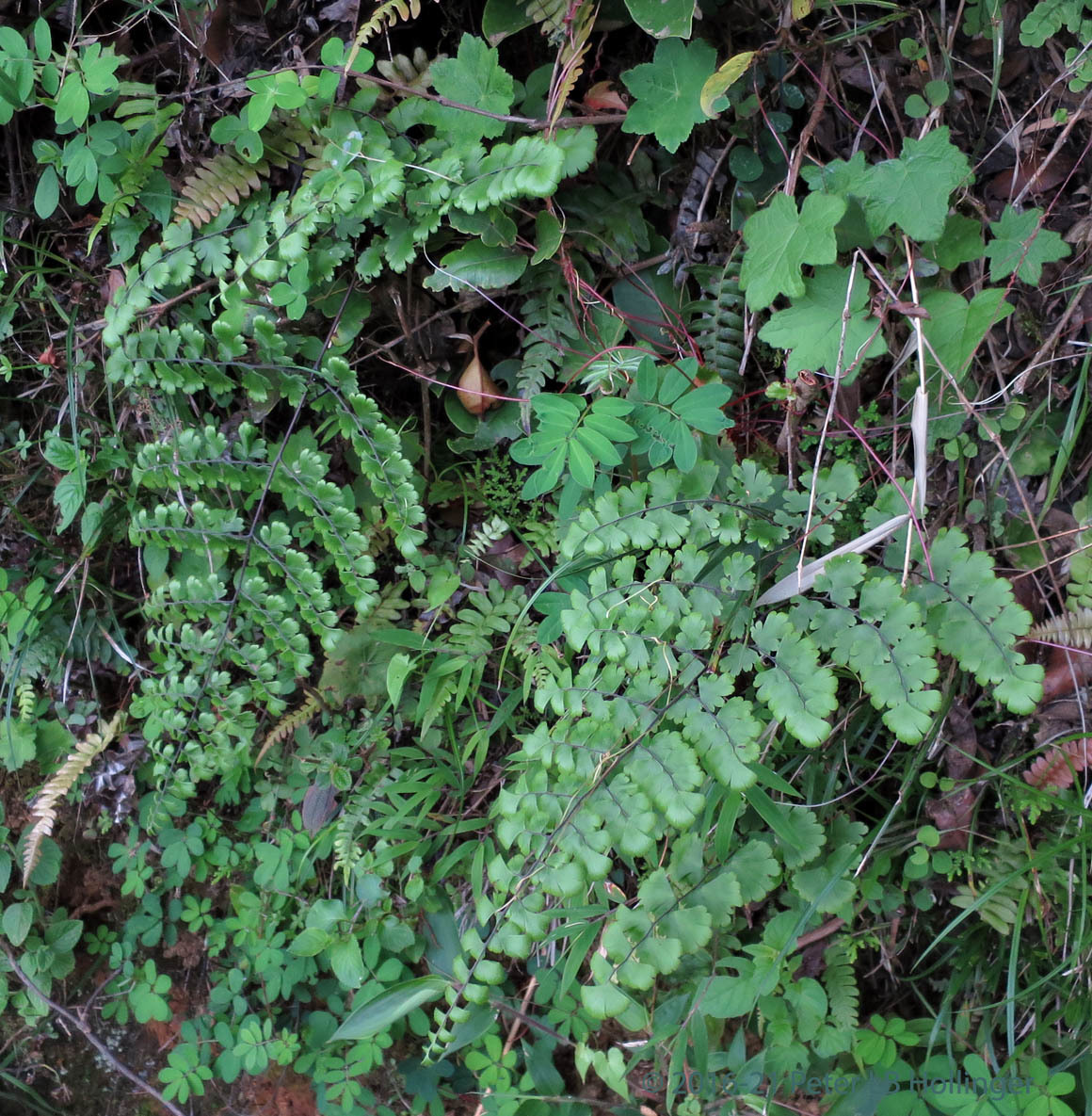 Adiantum henslovianum image