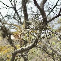 Tillandsia disticha image