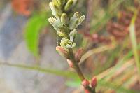 Harperocallis falcata image