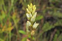 Harperocallis falcata image