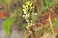 Harperocallis falcata image