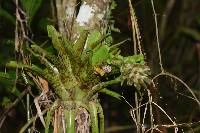 Tillandsia biflora image