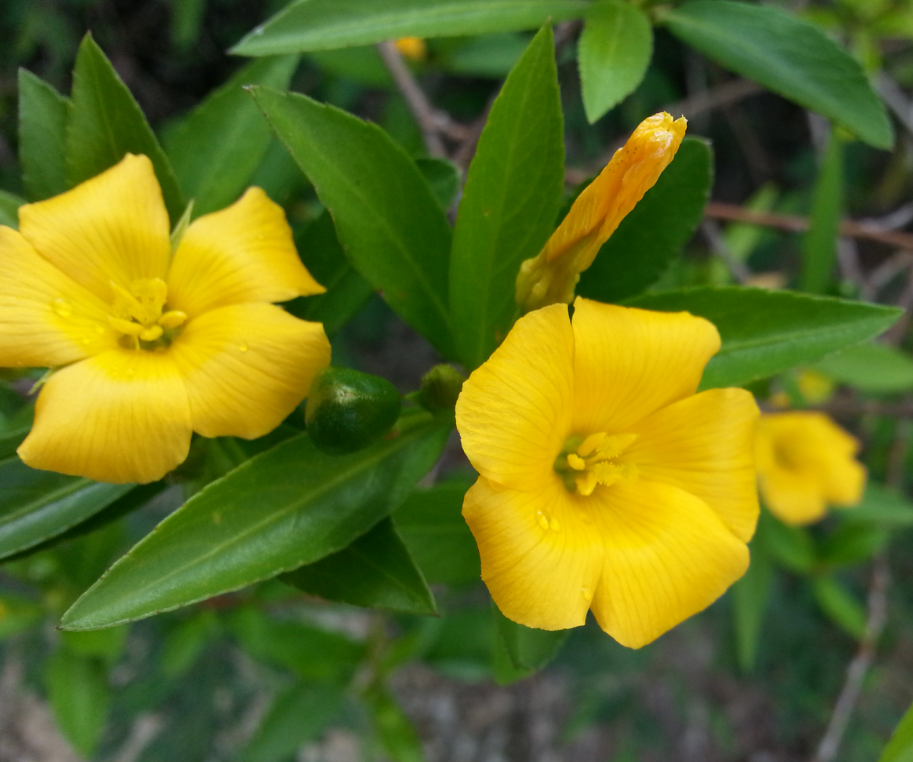 Turnera weddelliana image