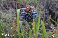 Puya eryngioides image