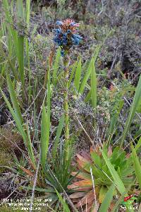 Puya eryngioides image