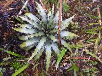 Puya cuevae image