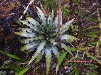 Puya cuevae image