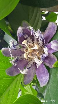 Image of Passiflora quadrangularis