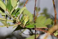 Macleania salapa image