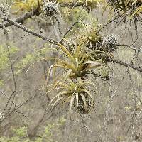 Racinaea multiflora image