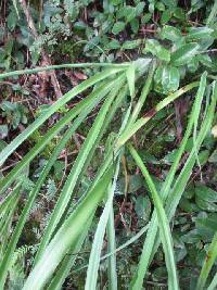 Trihesperus latifolius image