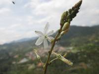 Trihesperus latifolius image