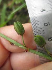 Trihesperus latifolius image