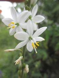 Trihesperus latifolius image