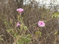 Ipomoea carnea image