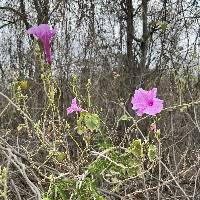 Ipomoea carnea image