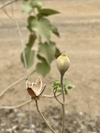 Ipomoea carnea image