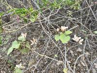 Ipomoea carnea image