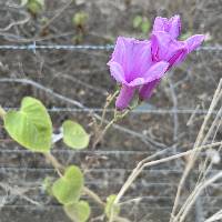 Ipomoea carnea image